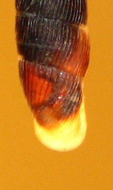 Clausiliidae da identificare